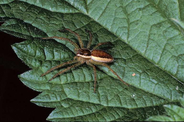 Dolomedes_fimbriatus_P1170_Z_78_Les Gris_Frankrijk.jpg